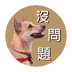 Dou Dou Dog 0705