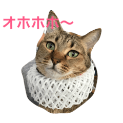 brown tabby purine