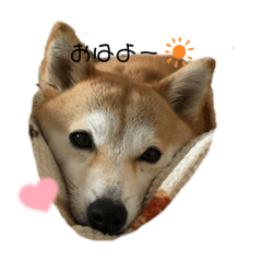 Shiba Inu-sachi