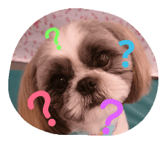 Shih Tzu  Pan