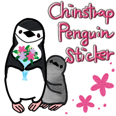 Chinstrap penguin stickers