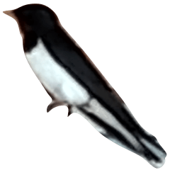 Stempel foto burung walet asli