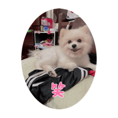 最親愛的狗兒子