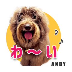 brown fluffy dog -JAPANESE words-