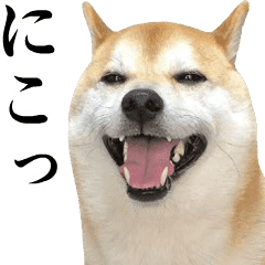 Moves Shiba Inu Line Stickers Line Store