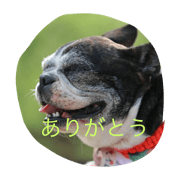 bostonterrier karen