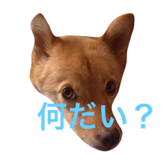 fox?