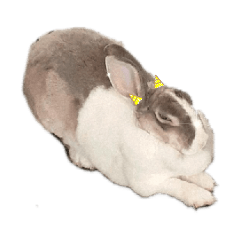 rabbit hh