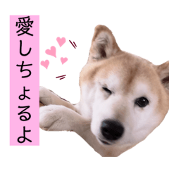 柴犬らんの山口弁