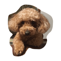 OH toy poodle
