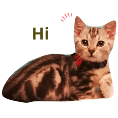 小虎和保劍日常生活貼圖第二代-Emma