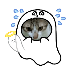 襪子的呆萌貼圖