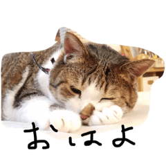 デブ猫はるちゃん Line スタンプ Line Store