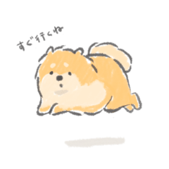Let me say selfishly modestly,shiba inu.