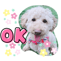 Ringo_20210701223533