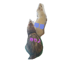 ferretST