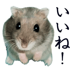 Djungarian hamster Pichu's life