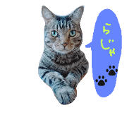 nana(cat)