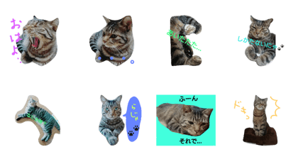 nana(cat)