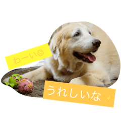 [""RIN"of Golden retriever"]