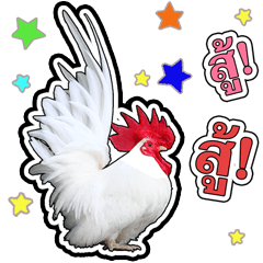 บุญมีไก่แจ้โคราช บิ๊กสติกเกอร์ 1