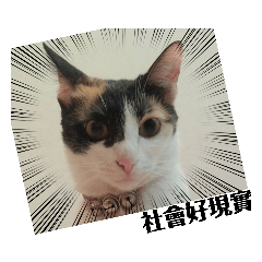 阿麥同學憤世嫉俗