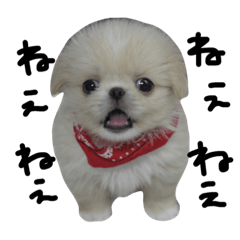 He is a dog