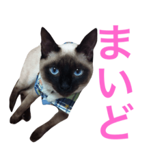 Siamese cat Moon 2.kansai accent version