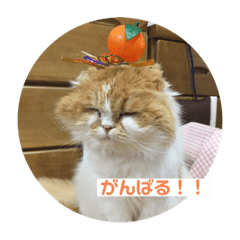 Nanami_20210702102529