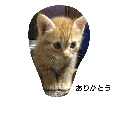 茶トラ 猫のムック Line スタンプ Line Store