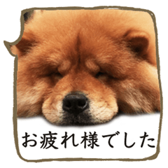 The respect language of chowchow dog