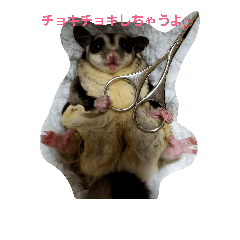 nice sugar glider