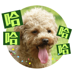 阿嬤A Holly