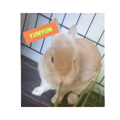 Alice Sticker Cookkie