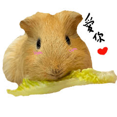 Guinea pig grapefruit