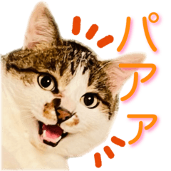 Japanese Cat MUGI3