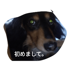 ポンタの日々
