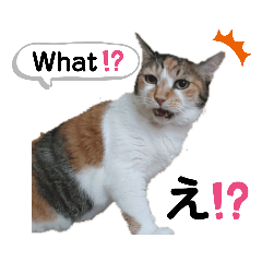 猫論〜英語と日本語で5匹の猫がおしゃべり!