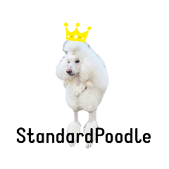 StandardPoodle Wataame 2