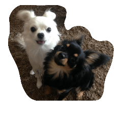 my dog A&L