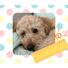 golden doodle Rinrin