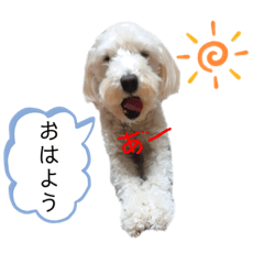 TOYPOODLE MALTESE CUTE DOG in Japan