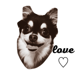 Chihuahua's cute sticker