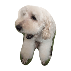 ["White poodle/"]