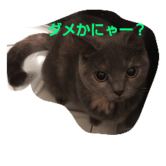 nekonokone - LINE スタンプ | LINE STORE