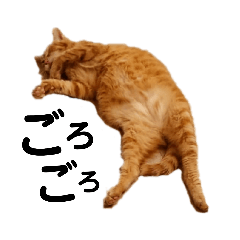 Ginger Cat KOJIRO
