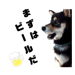 "Kuroshiba" is Japanese traditional dog