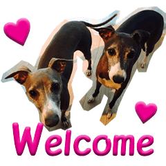 Itarian grayhound Daily English Version