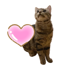 Alice meow meow meow