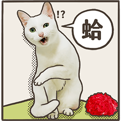 MINI cat - Photo comic version